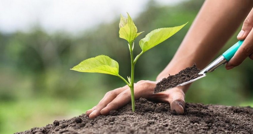 Yeşil Gelecek Fidan Kampanyası